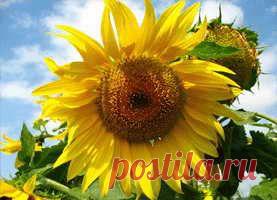 >> Очищение суставов - очищение суставов народными средствами