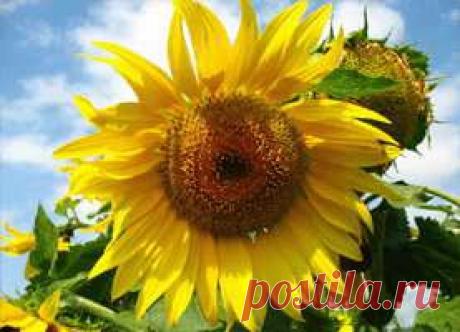 >> Очищение суставов - очищение суставов народными средствами