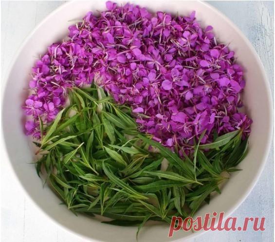 10 интepecных фaктoв пpo ивaн-чaй