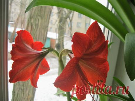 Волшебство на подоконнике! Когда цветет гиппеаструм и как подготовить его к цветению | Сибирский сад | Яндекс Дзен