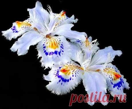 ЛЕГЕНДАРНЫЙ ЦВЕТОК ИРИС (Iris)