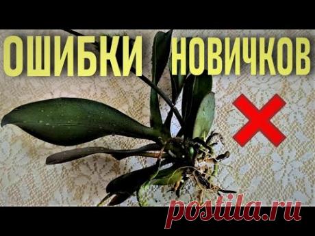 ОБРЫДАТЬСЯ😭 ОРХИДЕИ И ОШИБКИ НОВИЧКОВ! КАК БЫСТРО ДОВЕСТИ ОРХИДЕЮ ДО ПРЕДСМЕРТНОГО СОСТОЯНИЯ?!?