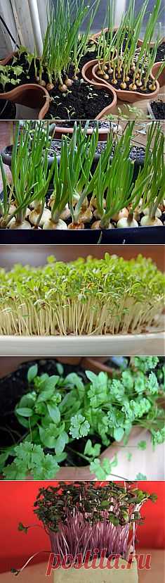 5 видов зелени, которые легко вырастить на подоконнике