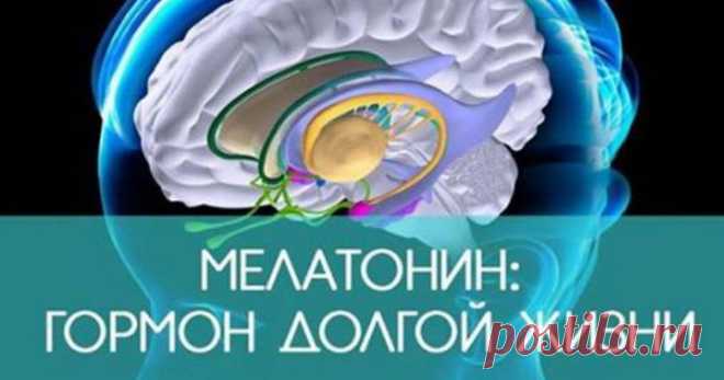 Мелатонин — причина долголетия. Способ поднять его уровень в организме | Всё для Тебя  Что делать, чтобы увеличить выработку мелатонина? Конечно, вы слышали о гормоне сна — мелатонине. Его также называют гормоном жизни и долголетия. Мелатонин не только производится в организме, он также поступает из некоторых продуктов или его можно вводить в организм в виде лекарств и добавок. Как производится мелатонин? Мелатонин продуцируется эпифизом (шишковидная железа). Под действием...