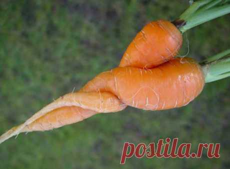 Основные болезни моркови фото | Дача - впрок