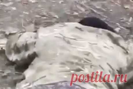 Появилось видео еще с одним предполагаемым расстрелом российских военнопленных. В сети появилось видео, на котором, предположительно, запечатлен еще один расстрел российских военнопленных украинцами. На кадрах видно, как военные стреляют в лежащих на земле людей, их тела при этом уже не двигаются. Форма расстрелянных похожа на обмундирование россиян.