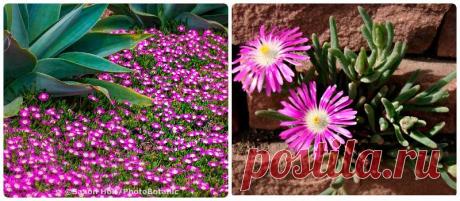 Делосперма - популярные виды с фото. Рекомендации по уходу