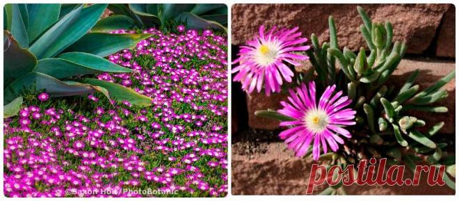 Делосперма - популярные виды с фото. Рекомендации по уходу
