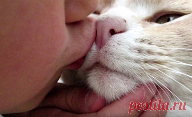 Почему нельзя целовать кошек