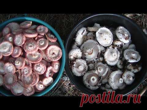 Самая Вкусная Сибирская Засолка Груздей и Волнушек! Не Капли Горечи!