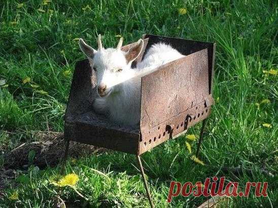 Шашлык знает свое место.