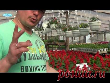 ВЫРАЩИВАНИЕ САЛЬВИИ. РЕЗУЛЬТАТЫ ВЫРАЩИВАНИЯ.