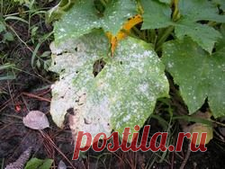 Гниль огурцов в теплице: причины и способы борьбы