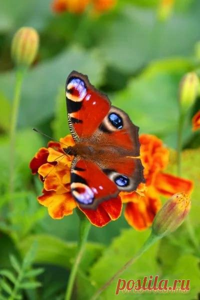 Экология: береги природу! | Животные и растения