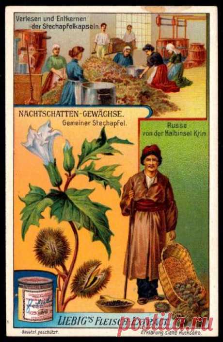 Liebig Tradecard S976 - Common Thorn Apple Liebig's Extract of Meat "The Deadly Nightshade Family" German issue, 1909