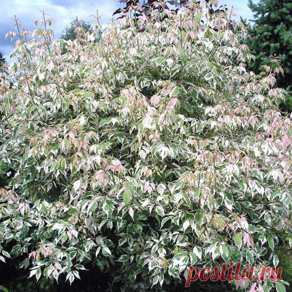 Acer negundo Flamingo - Купить молодые саженцы декоративно-лиственных культур с доставкой курьером по Москве и области - Декоративно-лиственные - Каталог - Садовый центр и интернет-магазин - Podvorje.ru