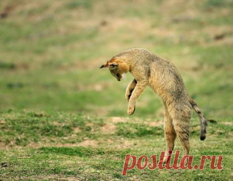 Камышовый кот (Felis chaus) 12 фото - Блог о Кошках Британской Породы