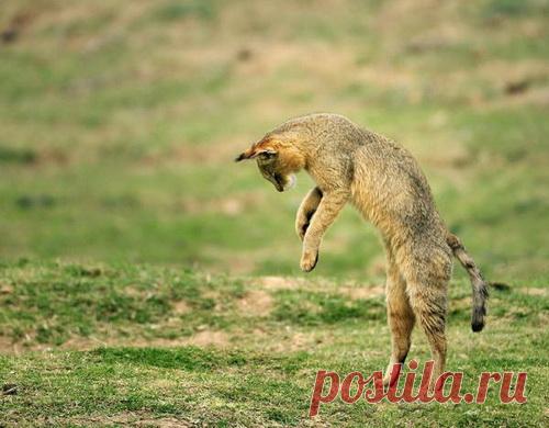 Камышовый кот (Felis chaus) 12 фото - Блог о Кошках Британской Породы