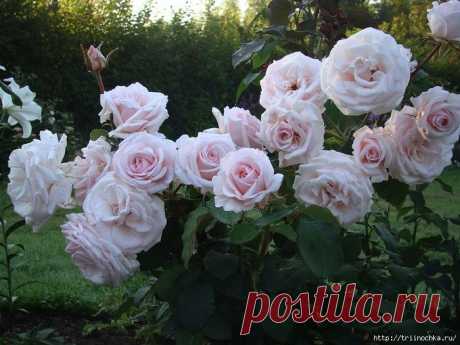 Дневник lybaha2010