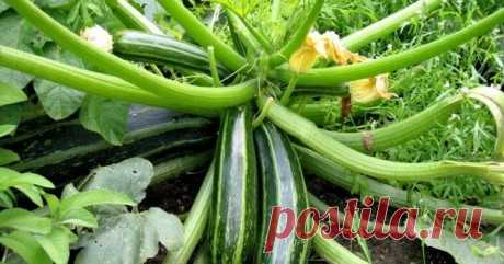 Формирование огурца, кабачка и тыквы. Прищипывание Зацвели каштаны, значит, наступила пора высева в открытый грунт теплолюбивых культур, в том числе огурцов, кабачков, тыквы. Все эти ку...