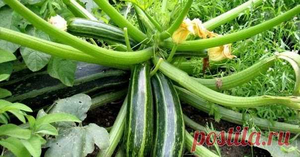 Формирование огурца, кабачка и тыквы. Прищипывание       Зацвели каштаны, значит, наступила пора высева в открытый грунт теплолюбивых культур, в том числе огурцов, кабачков, тыквы. Все эти ку...