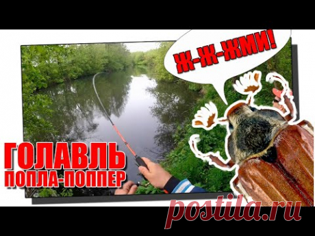 Ловля голавля на майского жука на попла-поппер