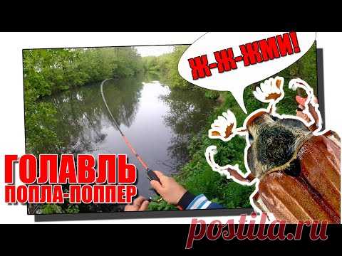 Ловля голавля на майского жука на попла-поппер