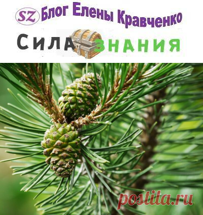 Сосновые шишки: лечебные свойства, когда собирать и как применять