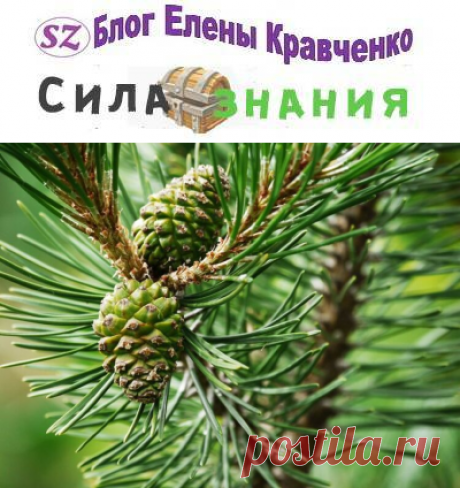 Сосновые шишки: лечебные свойства, когда собирать и как применять