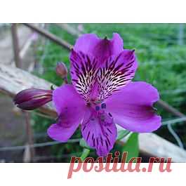 Agropoli - Альстрёмерия - Цветы тропические