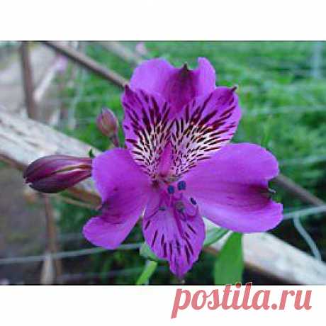 Agropoli - Альстрёмерия - Цветы тропические