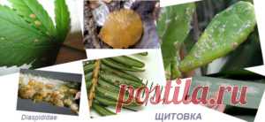 (+1) Щитовка-как избавиться без химии