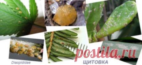 (+1) Щитовка-как избавиться без химии