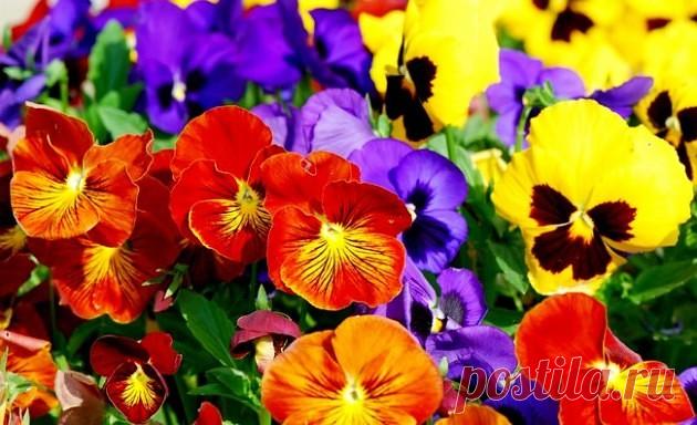 Виола: посадка и уход



Ареалом произрастания виолы в дикой природе являются территории с преобладанием горной почвы. Растению ...