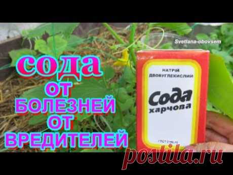 СОДА  ПИЩЕВАЯ  - СУПЕР  УДОБРЕНИЕ для ОГУРЦОВ ТОМАТОВ и др . ОТ  ВРЕДИТЕЛЕЙ  от МУЧНИСТОЙ РОСЫ, .