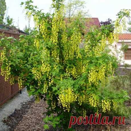 Бобовник анагиролистный, или золотой дождь (Laburnum anagyroides, Leguminosae) - кустарник высотой 5-7 м родом из Юго-Западной Европы. До таких размеров куст вырастает только в южных районах, в наших климатических условиях редко превышает высоты 3-х м. От главного побега отходят под острым углом боковые побеги, а молодые тонкие ветки дугообразно поникают вниз. Иногда растет в виде многоствольного дерева. Листья тройчатые, снизу серебристо опушенные. Многочисленные желтые цветки собраны в кист...