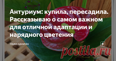 Антуриум: купила, пересадила. Рассказываю о самом важном для отличной адаптации и нарядного цветения Нужно знать всего-то несколько простых правил, чтобы антуриум цвёл так всегда. За исключением редких и очень коротких периодов покоя. Листайте. ⏩⏩
Есть нюансы, которыми нельзя пренебречь, если хочется надолго сохранить антуриум после покупки и любоваться его регулярным нарядным цветением. Моя статья обо всех нюансах ухода за ним (кликните по выделенному синим тексту, чтобы её прочитать) вызвала