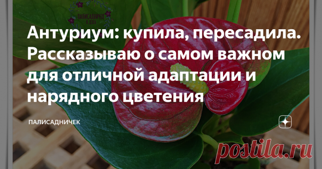 Антуриум: купила, пересадила. Рассказываю о самом важном для отличной адаптации и нарядного цветения Нужно знать всего-то несколько простых правил, чтобы антуриум цвёл так всегда. За исключением редких и очень коротких периодов покоя. Листайте. ⏩⏩
Есть нюансы, которыми нельзя пренебречь, если хочется надолго сохранить антуриум после покупки и любоваться его регулярным нарядным цветением. Моя статья обо всех нюансах ухода за ним (кликните по выделенному синим тексту, чтобы её прочитать) вызвала
