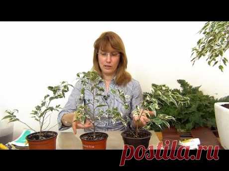 Плетение косичкой фикуса Бенджамина (ч.1).