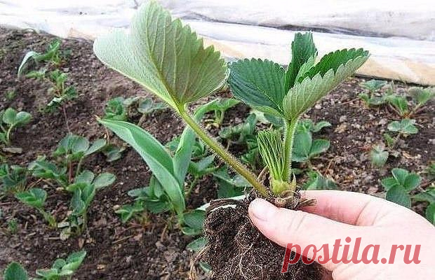 Как пересадить клубнику осенью: советы и рекомендации