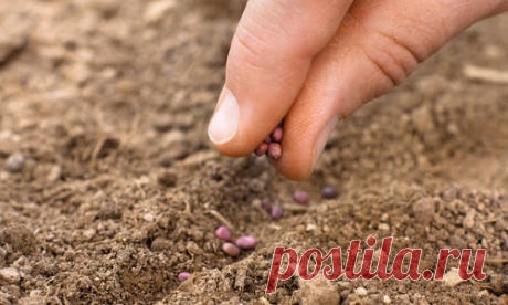 Посев овощей под зиму: заказ семян в интернет-магазине Seedspost