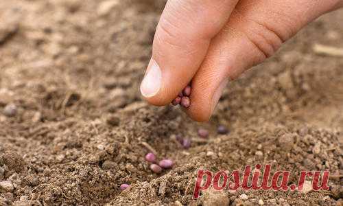 Посев овощей под зиму: заказ семян в интернет-магазине Seedspost