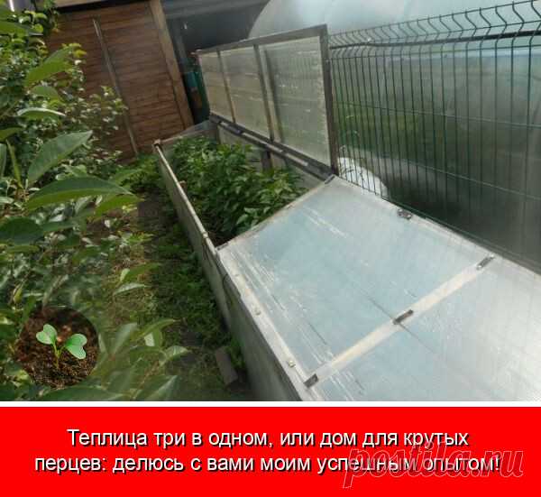 Крытую грядку для перца можно сделать из поликарбоната и деревянных реек. Малогабаритная тепличка создаст оптимальные условия для выращивания перца, поможет избавиться от сорняков и продлить плодоношение. Делюсь своим успешным опытом выращивания урожайных перцев в самодельном парнике в Омской области.

Как я сделал мини-теплицу для перца своими руками

Озарение пришло в магазине при взгляде на развернутый лист поликарбоната. Идеальные габариты - 6 на 2,1 метра! Мгновенно м...
