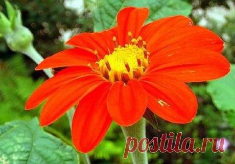 Титония круглолистная | Дача, дом