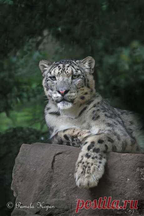 Snow leopard relaxing Explore pakart62's photos on Flickr. pakart62 has uploaded 5737 photos to Flickr.
