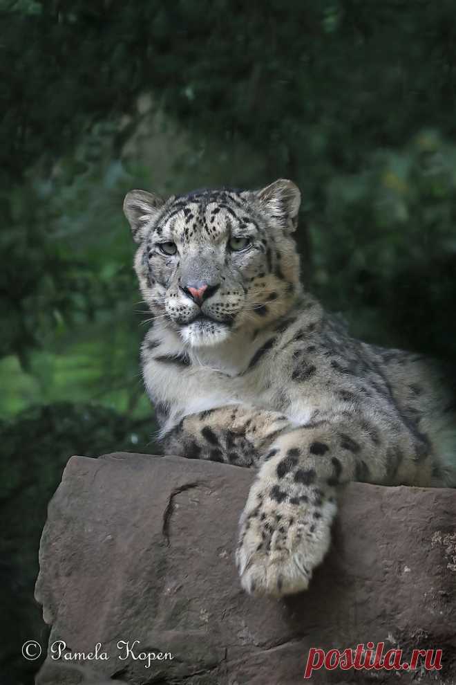 Snow leopard relaxing Explore pakart62's photos on Flickr. pakart62 has uploaded 5737 photos to Flickr.