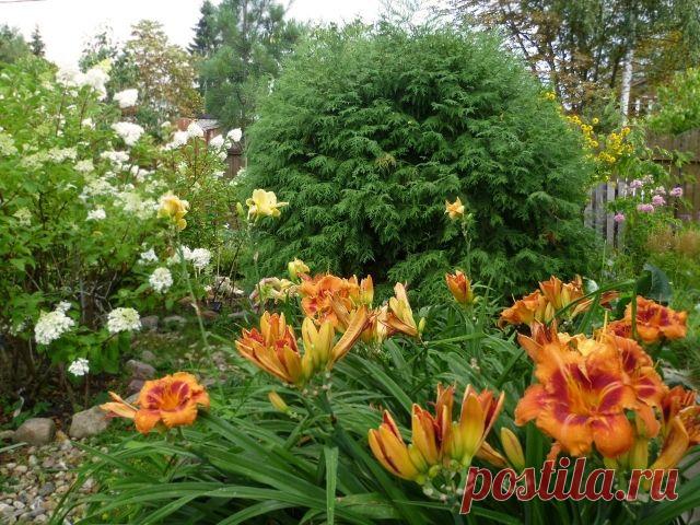 Как вырастить тую на даче? - Садоводка