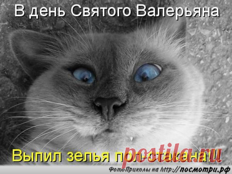 кот