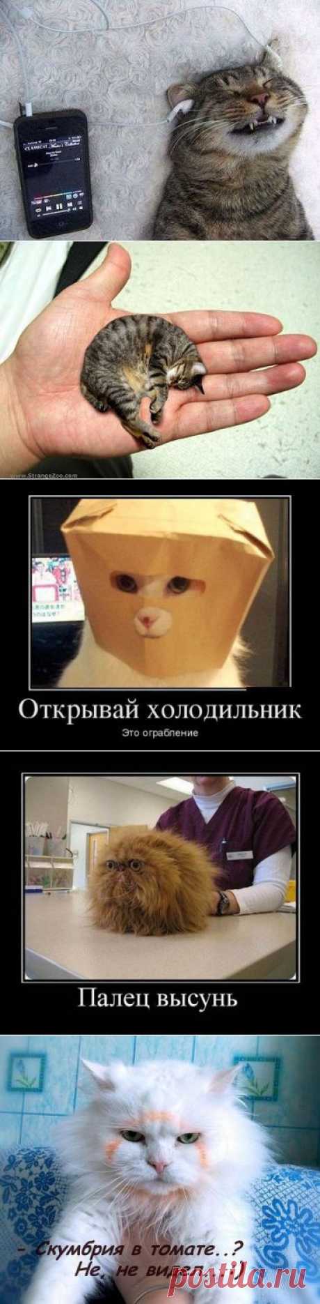 Фото приколы коты prikoli.okis.ru