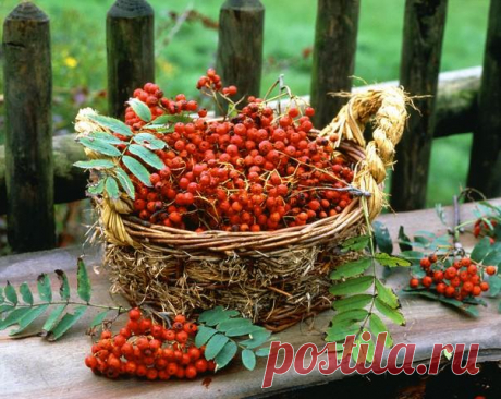 РЯБИНА. ЦЕЛЕБНЫЕ СВОЙСТВА И РЕЦЕПТЫ.